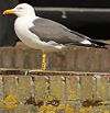 adult graellsii in May, ringed in the Netherlands. (83502 bytes)